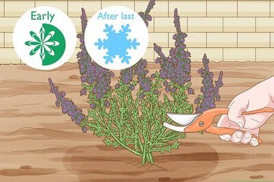 How to Prune Heather