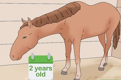 How to Start a Horse Under Saddle