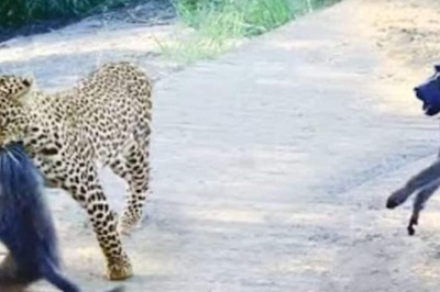 Viral Video Shows Leopard's Ambush And Baboon's Brave Response
