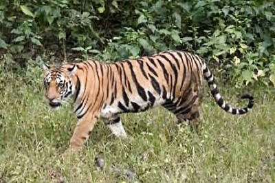 Corbett Tiger Reserve Reopens for Tourists with New Safety Measures