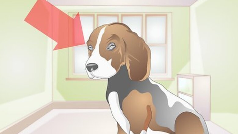 How to Treat Ingrown Eyelids in Dogs