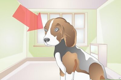 How to Treat Ingrown Eyelids in Dogs