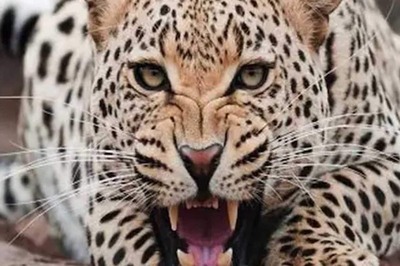 Leopard Enters Shiv Sena Leader’s Bungalow Premises, Kills Pet Dog