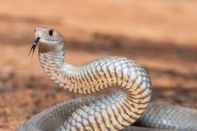 This Is Why New Zealand Is A Snake-free Country