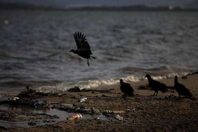 Endangered white-rumped vultures make comeback in Himachal