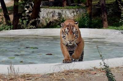 Hyderabad Zoo Names Tiger Cub After Col Santosh Babu Who Lost His Life In Galwan Valley Clash
