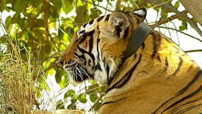 Three new tiger cubs join Panna reserve