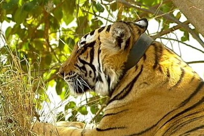 Three new tiger cubs join Panna reserve