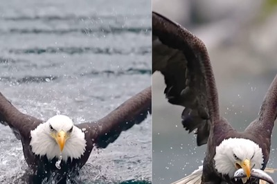 Stunning Video Of Eagle Hunting A Fish Has Actor Will Smith's Attention. Read His Reaction