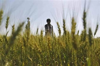 Chhattisgarh government sanctions Rs 1200 crore for bonus to paddy farmers