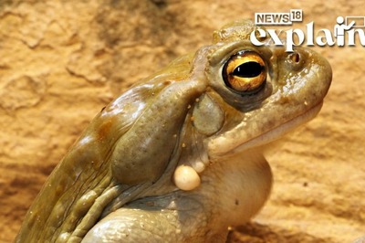 These Desert Toads Can Get You Extremely High: But at What Cost?