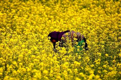 India's Summer Crop Planting Down 5.3 Percent from Last Year, Gap Narrows