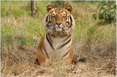 Quackery and Superstition Drove 3 Men to Behead a Dead Tiger at Panna Reserve, Probe Reveals