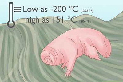 How to Find and Care for a Pet Tardigrade (Water Bear)