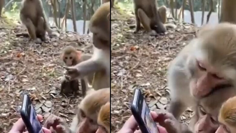 WATCH: Monkeys Scrolling Smartphone Have Kiren Rijiju's Undisputed Attention