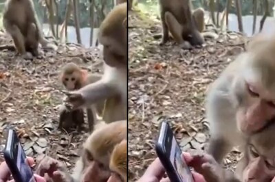 WATCH: Monkeys Scrolling Smartphone Have Kiren Rijiju's Undisputed Attention