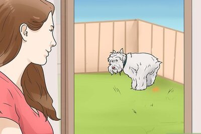 How to Care for Yorkshire Terriers