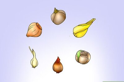 How to Save and Replant Forced Seasonal Bulbs