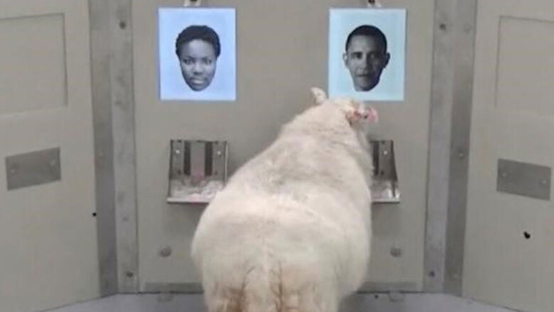 Eurek-baa: Scientists Find Sheep can Recognise Human Faces