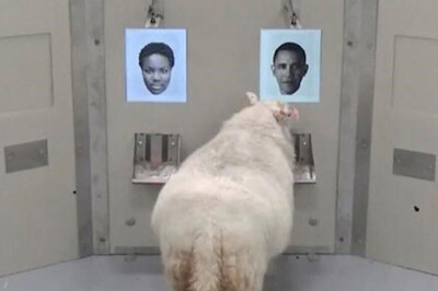 Eurek-baa: Scientists Find Sheep can Recognise Human Faces