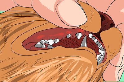 How to Diagnose Fractures in Cats