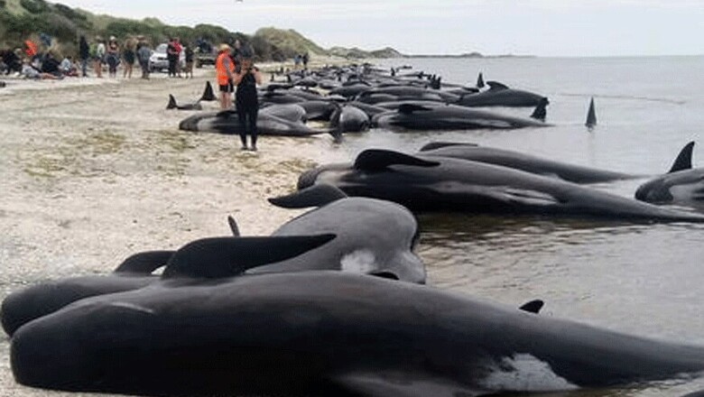 More Whales Stranded in New Zealand, Bringing Total to 650