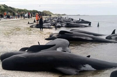 More Whales Stranded in New Zealand, Bringing Total to 650