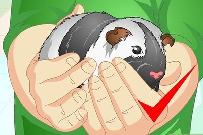 How to Clean a Guinea Pig's Cage