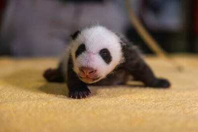 It's A Boy! National Zoo Reveals Baby Panda Gender