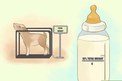 How to Bottlefeed Goat Kids