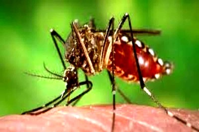 40 Cases of Dengue in Delhi This Year So Far