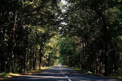 Wood You Like A Drink? Japan Invents Alcohol Sourced From Trees
