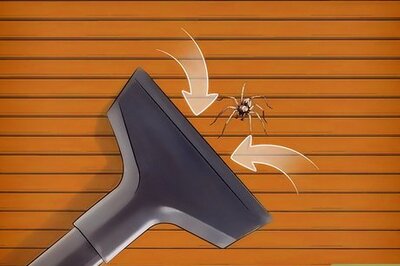 How to Kill Spiders when You Have Arachnophobia