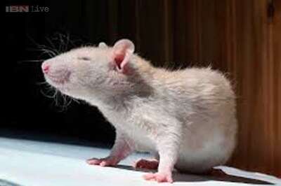 Rats blamed for rail accident in France