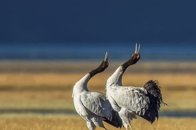 Ladakh Declares Black-Necked Crane as its State Bird, Snow Leopard as State Animal; A Look at other States, UTs