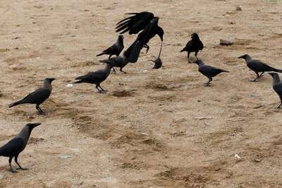 Bird Flu Alert in Rajasthan After Crow Deaths in Many Districts, Virus Detected During Sample Testing