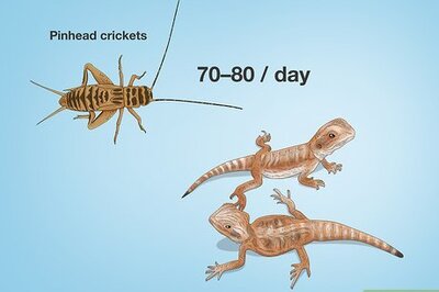 How Many Crickets to Give a Bearded Dragon: Babies, Juveniles, & Adults