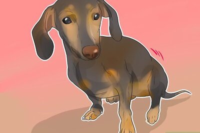 How to Treat Back Problems in Dachshunds