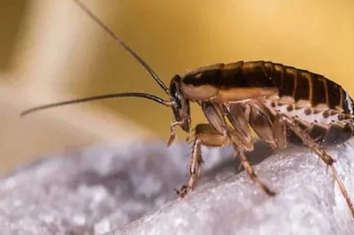 Four DIY Ways to Rid Your Home of Cockroaches