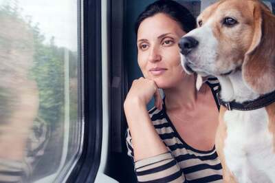  7 Tips to Travel With Your Pet In Winters