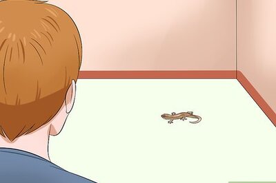 How to Catch a Lizard without Using Your Hands