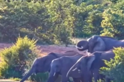 Elephant Fights For Life As Crocodile Grabs Its Trunk In Spine-Chilling Video