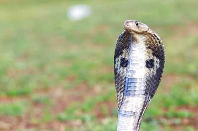 Nearly 30 Cobras Emerge from Sweet Shop in Bihar's Kishanganj District