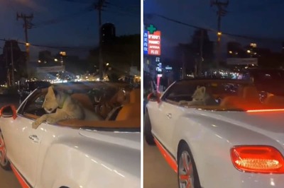 Lion Cub Spotted In A Bentley In Thailand, Owner To Be Fined