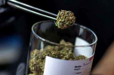 Medicinal Cannabis: Does It Really Help And Is It Legal In India?