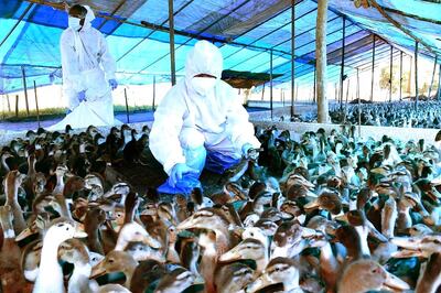 Bird Flu Causes, Symptoms and Prevention: All You Should Know About Avian Influenza