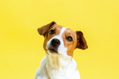 Try These 5 Healthy Treats for Your Dogs