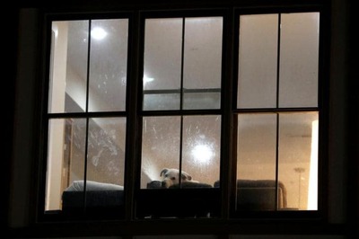 Elderly Dog Dies Two Days After Release from Precautionary Coronavirus Quarantine in Hong Kong