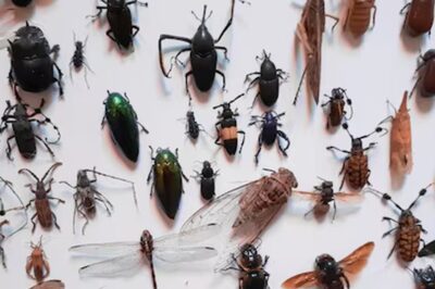 Why Insects Are Rarely Found In The Ocean