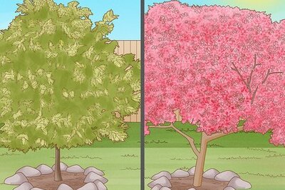 How to Plant Landscape Plants